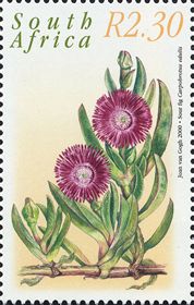 Carpobrotus edulis