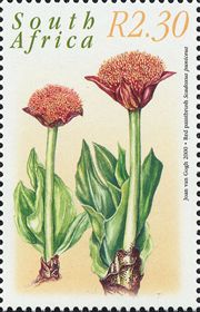 Scadoxus puniceus