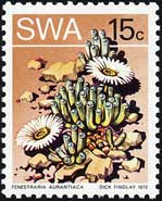 イスズギョク(五十鈴玉) Fenestraria aurantiaca