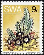 フエルニア・オクラタ Huernia oculata