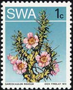 サルコカウロン・リギドゥム Sarcocaulon rigidum