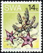 スタペリア・ペドゥンクラタ Stapelia pedunculata