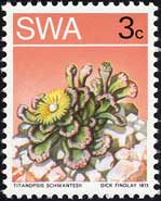 テンニョカン Titanopsis schwantesii