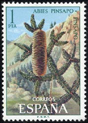 Abies pinsapo