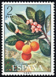 Arbutus unedo