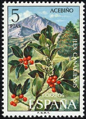 イレックス・カナリエンシス Ilex canariensis