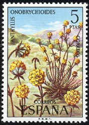 Anthyllis onobrychioides