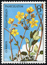 Helianthemum paniculatum
