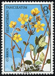 Helianthemum paniculatum