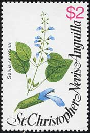 サルウィア・セロティナ　Salvia serotina