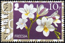 フリージア Freesia sp.