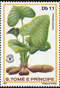 サトイモ　Colocasia esculenta