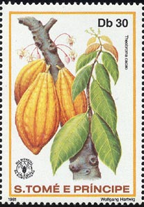 カカオノキ　Theobroma cacao