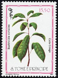 Buchholzia coriacea
