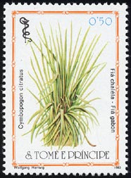 Cymbopogon citratus