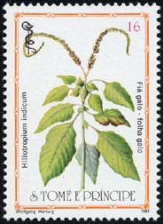 Hiliotropium indicum