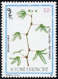 Mimosa pigra