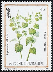 Piperonia pallucila