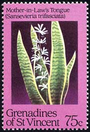 サンセベリア Sansevieria trifasciata
