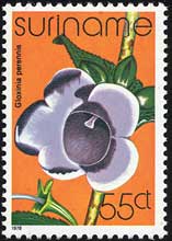 グロクシニア・ペレンニス Gloxinia perennis