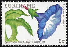 Ipomoea acuminata