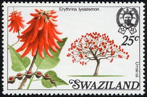 エリトリナ・リシステモン Erythrina lysistemon