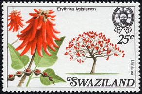 エリトリナ・リシステモン　Erythrina lysistemon