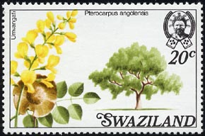 プテロカルプス・アンゴレンシス Pterocarpus angolensis