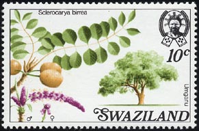 スクレロカリア・ビレア Sclerocarya birrea