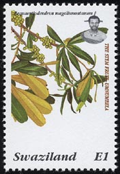 Bequaertiodendron magalismontanum