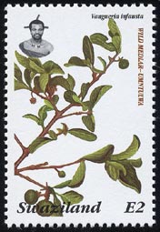 Vangueria infausta
