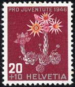 Sempervivum montanum