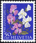 スイートピー Lathyrus odoratus