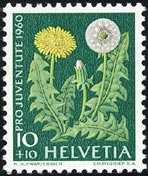 セイヨウタンポポ　Taraxacum officinale