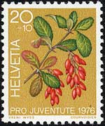 セイヨウメギ Berberis vulgaris