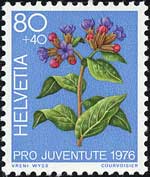 ヒメムラサキの1種 Pulmonaria officinalis