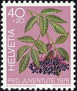 セイヨウニワトコ Sambucus nigra