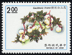 Gaultheria itoana