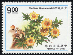 Gentiana flavomaculata