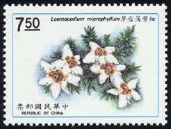 Leontopodium microphyllum