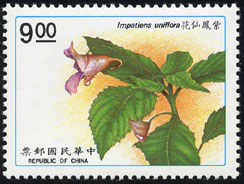 Impatiens uniflora