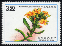 Kalanchoe garambiensis