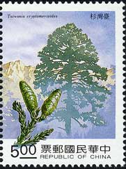 Taiwania cryptomerioides