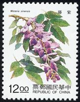 Wisteria sinensis