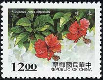 ハイビスカス Hibiscus rosa-sinensis