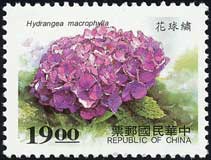 アジサイ Hydrangea macrophylla