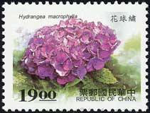 アジサイ　Hydrangea macrophylla