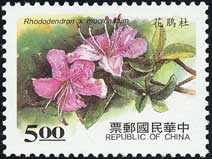 リュウキュウツツジ　Rhododendron × mucronatum