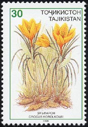 クロクス・コロルコウィー　Crocus korolkowii