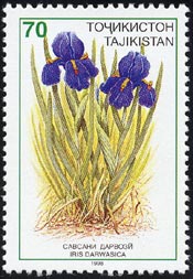 イリス・ダルワシカ Iris darwasica